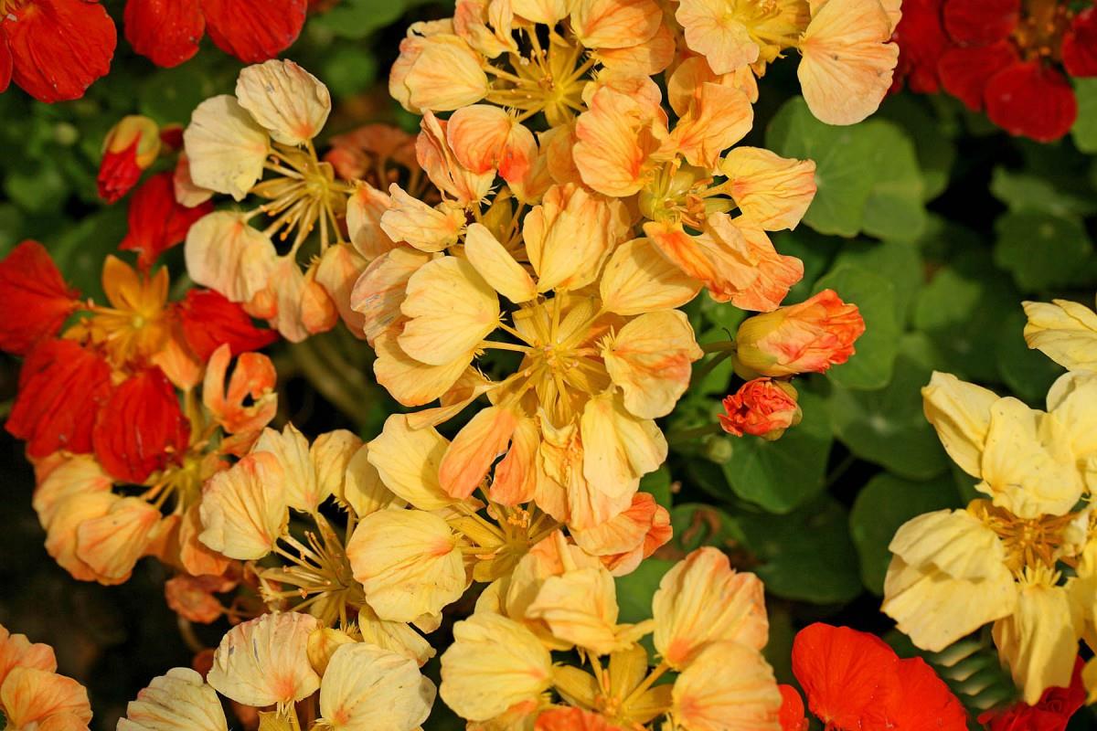 旱金莲美丽花朵图片