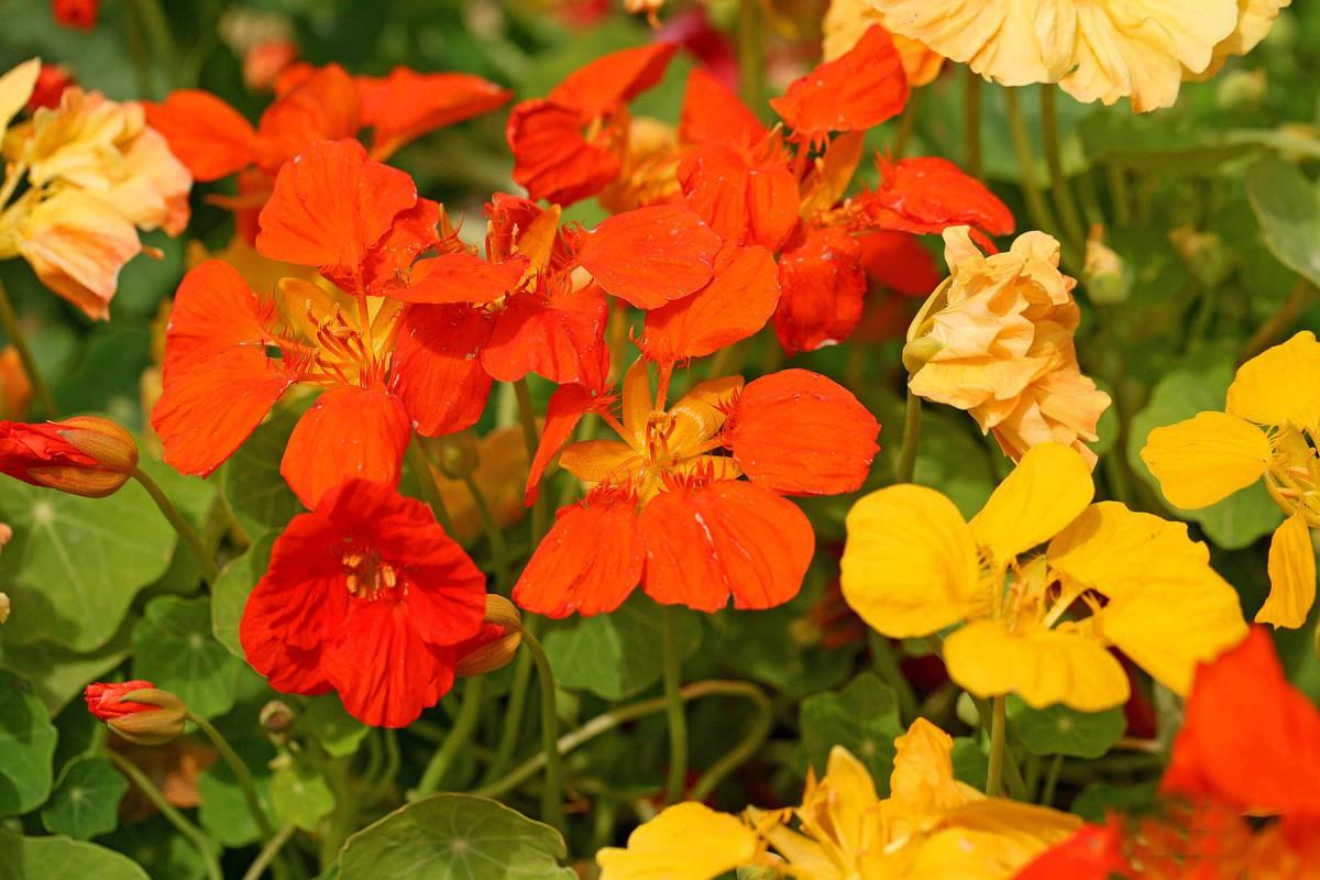 旱金莲美丽花朵图片