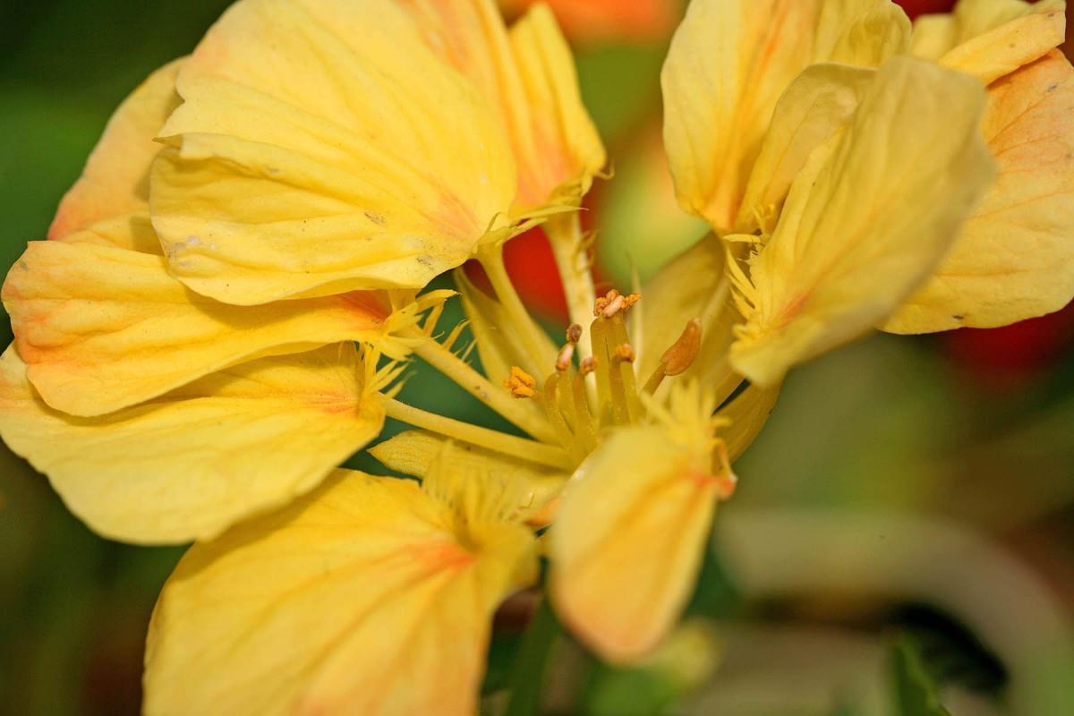 旱金莲美丽花朵图片