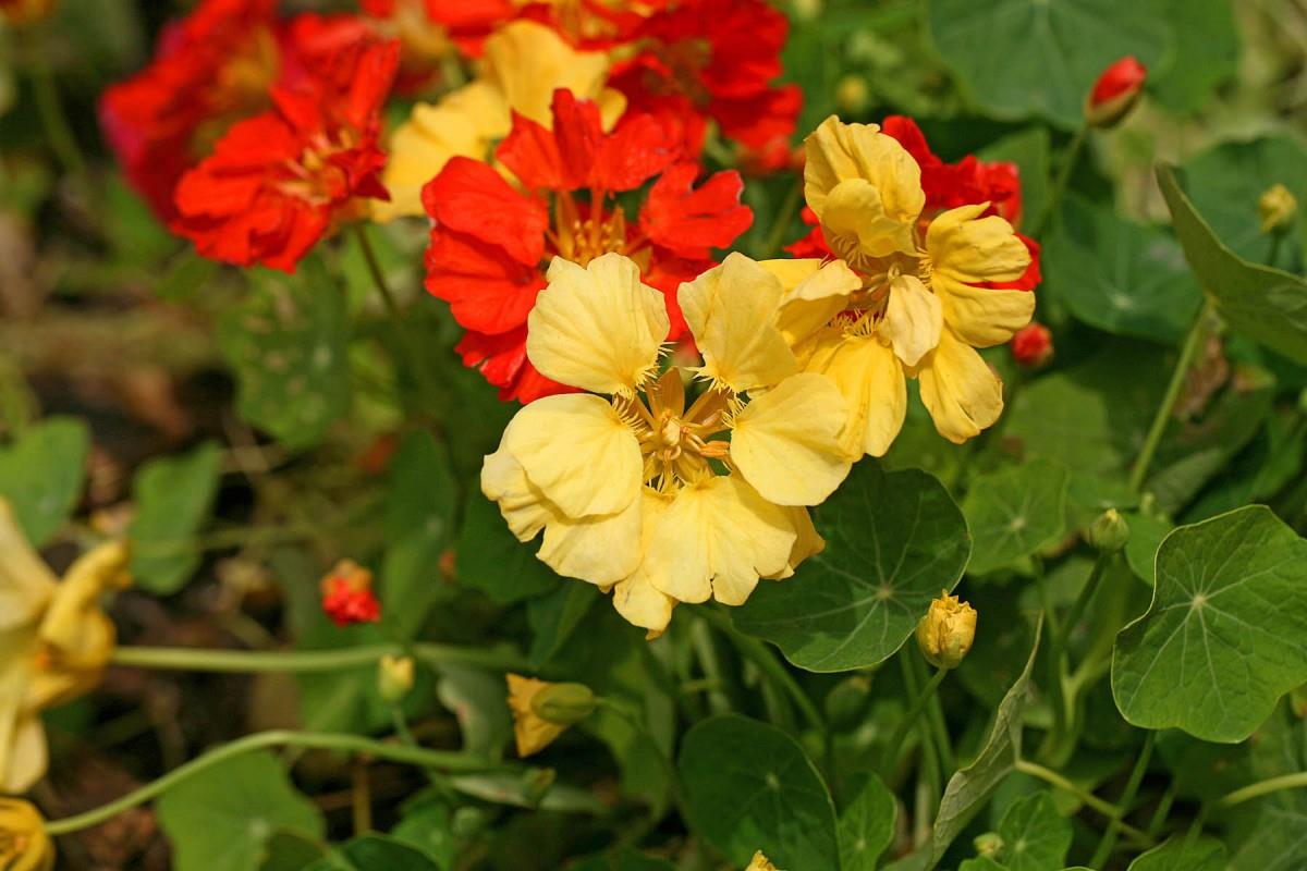 旱金莲美丽花朵图片