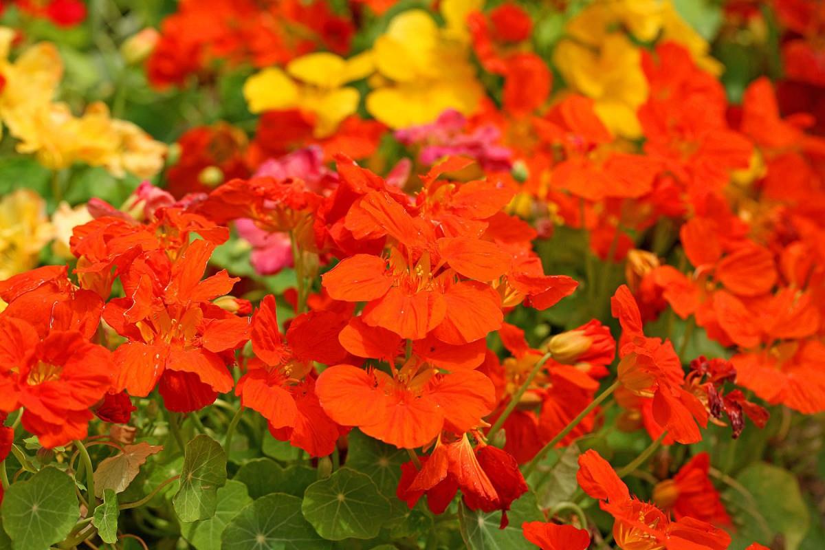 旱金莲美丽花朵图片