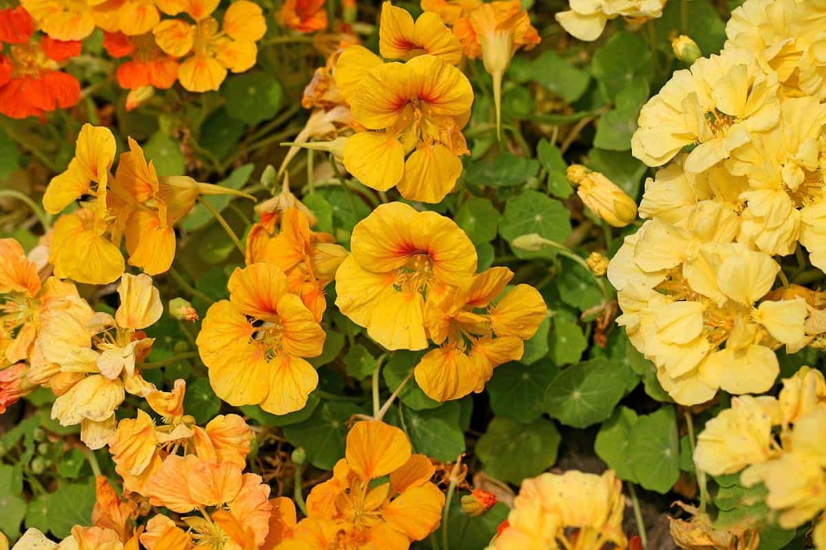 旱金莲美丽花朵图片