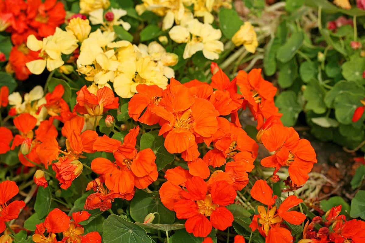 旱金莲美丽花朵图片