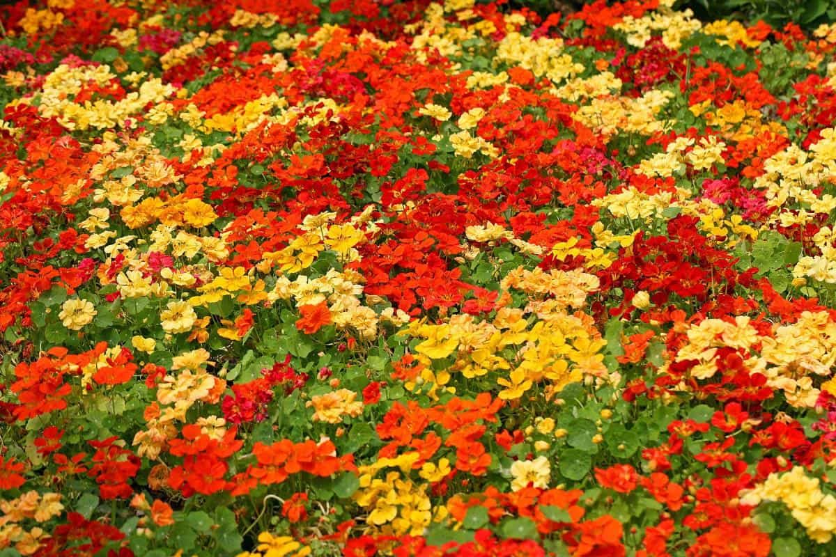 旱金莲美丽花朵图片