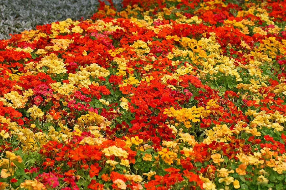 旱金莲美丽花朵图片