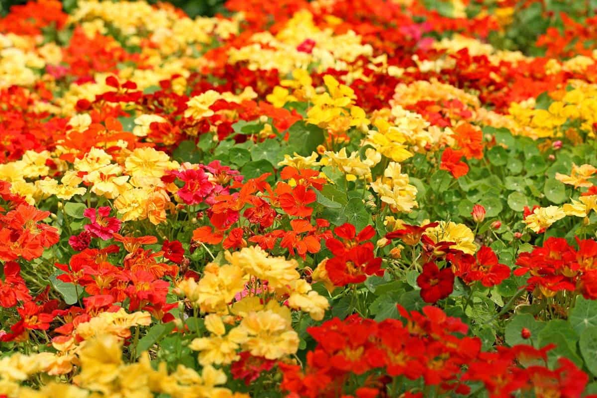 旱金莲美丽花朵图片