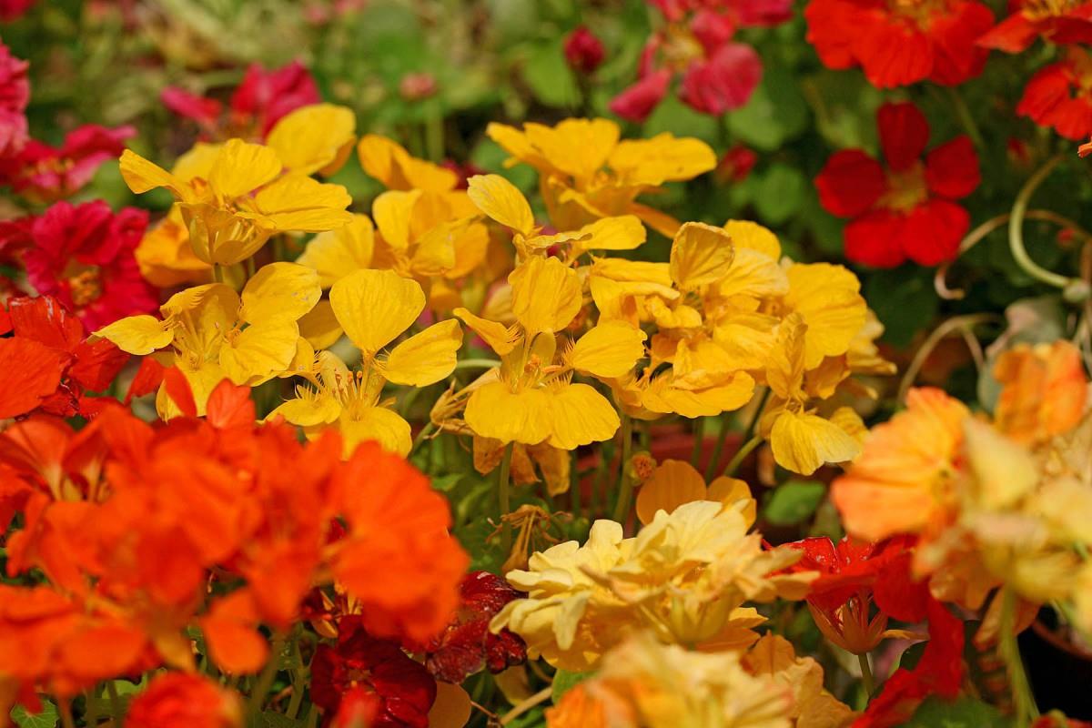 旱金莲美丽花朵图片