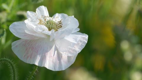 色彩艳丽的鲜花特写图片