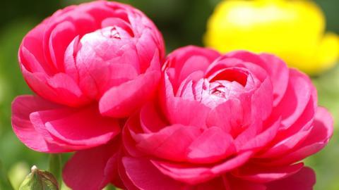 色彩艳丽的鲜花特写图片