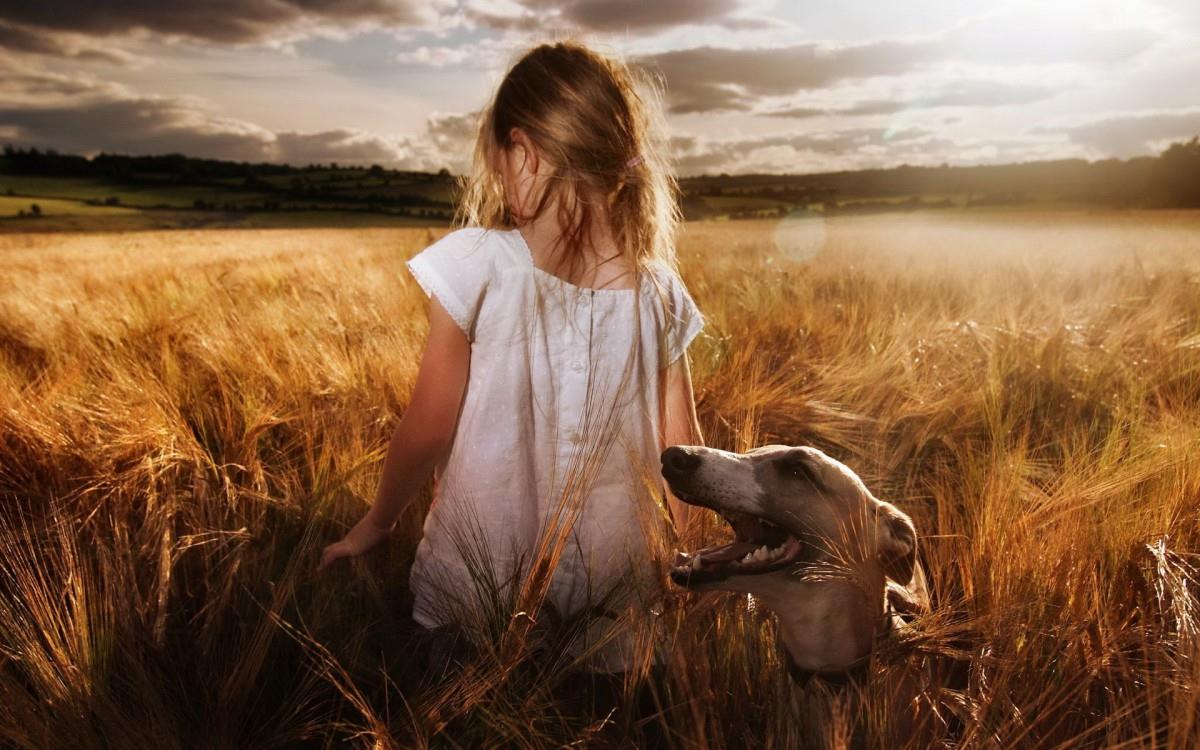 秋天的狗狗图片