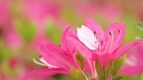 色彩艳丽的鲜花特写图片