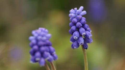 色彩艳丽的鲜花特写图片