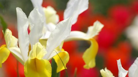 色彩艳丽的鲜花特写图片