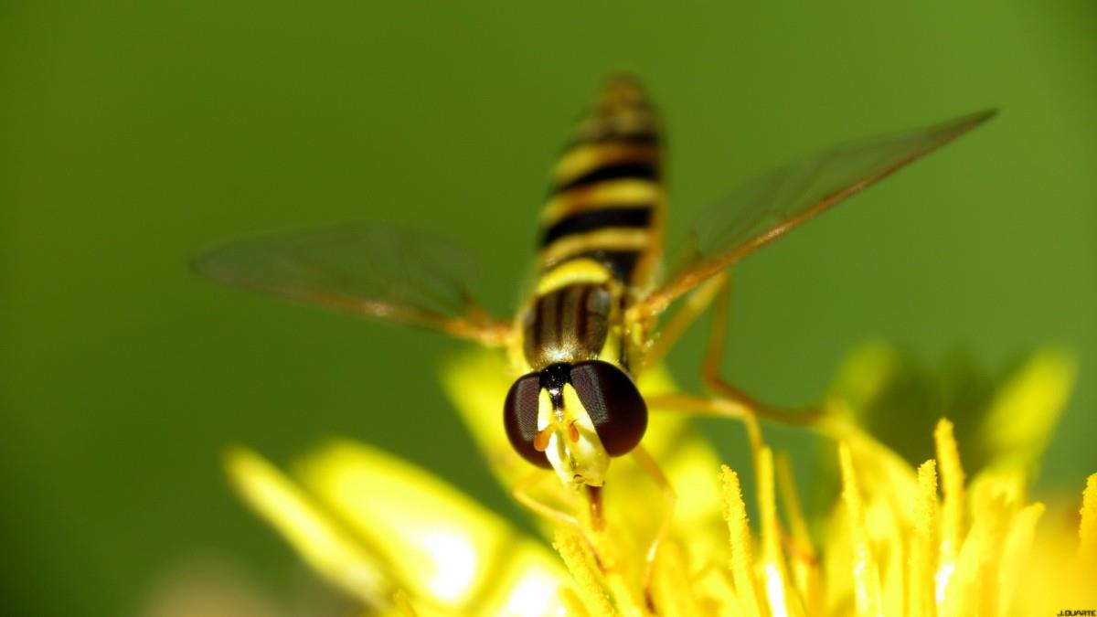高清蜜蜂与花儿图片