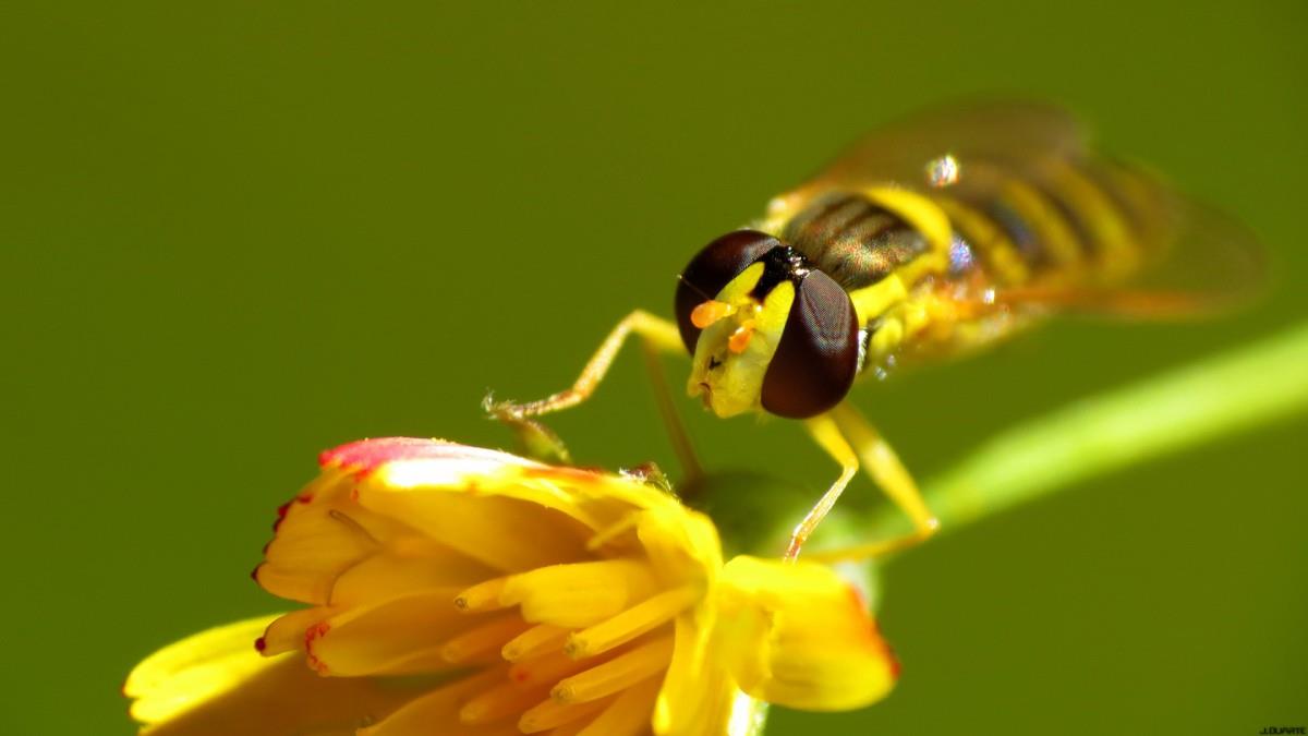 高清蜜蜂与花儿图片