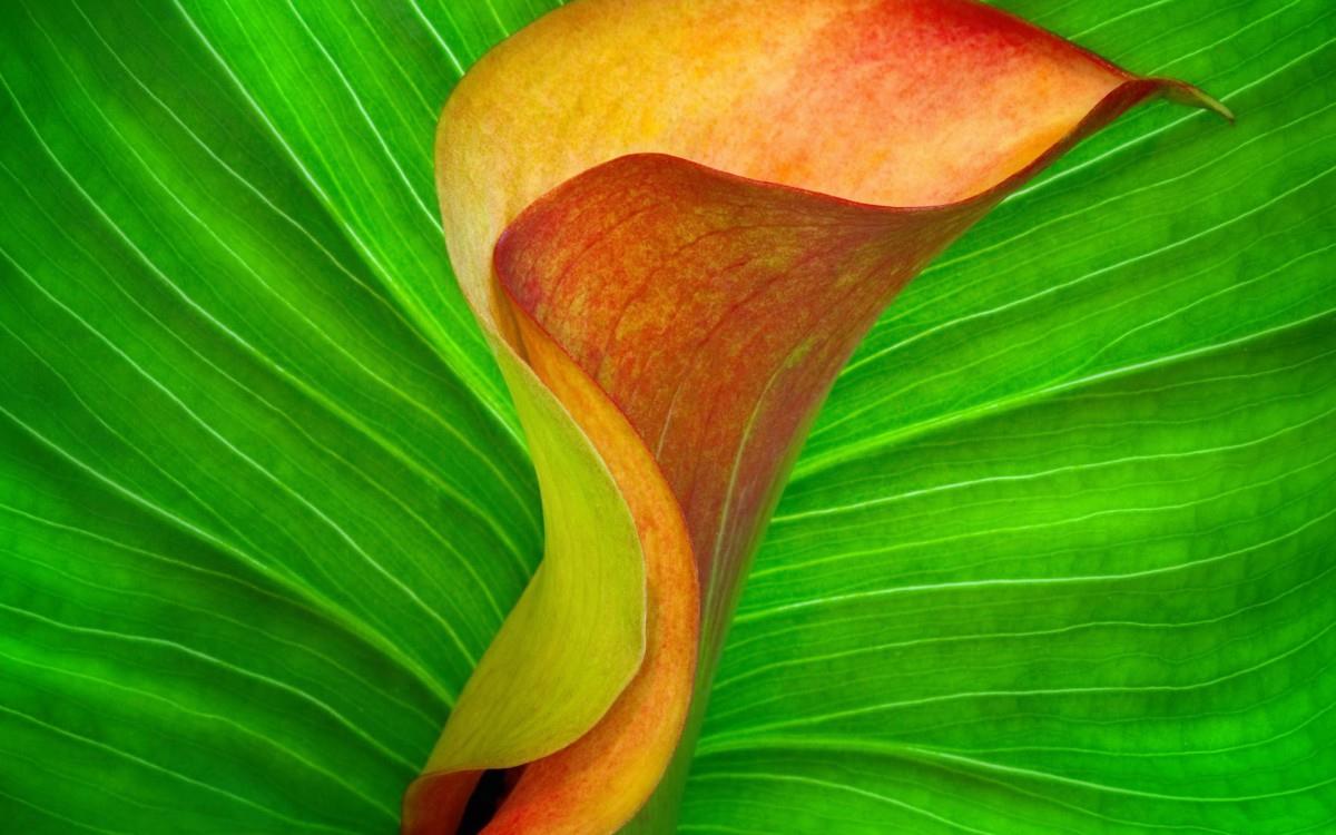 清新柔美的海芋花图片