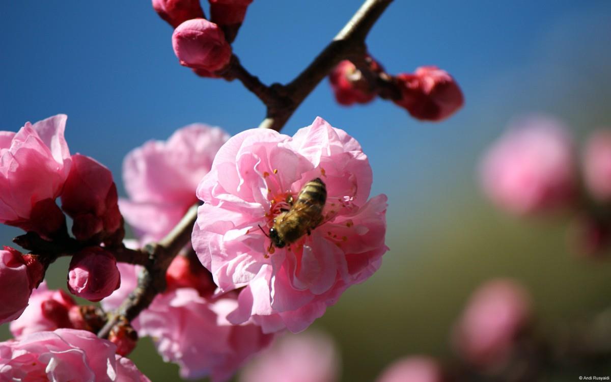 春天各色各样的小昆虫图片