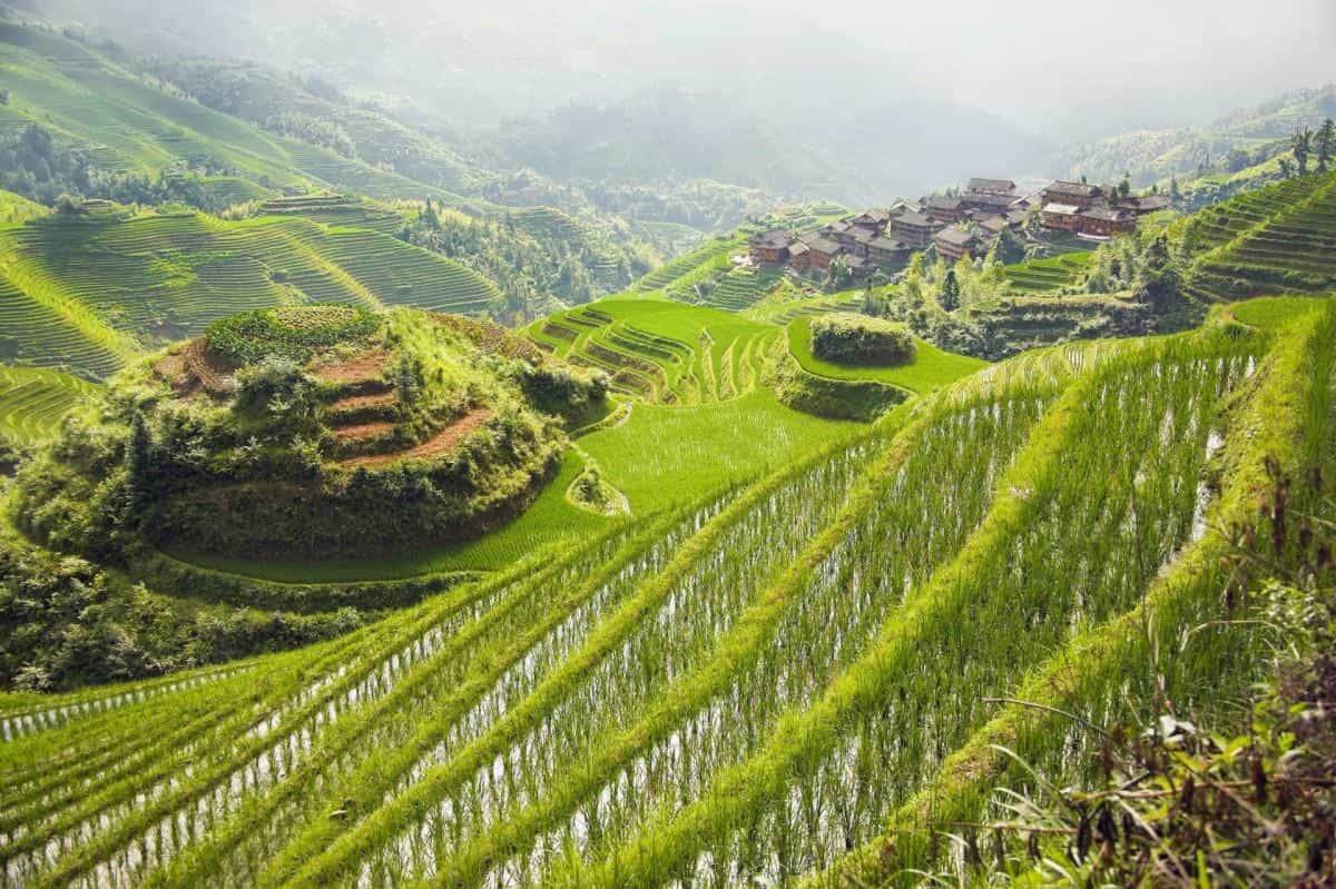 桂林龙胜龙脊梯田图片