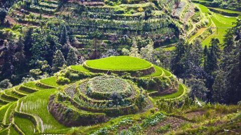 桂林龙胜龙脊梯田图片
