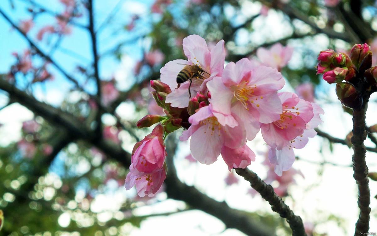 春天各色各样的小昆虫图片