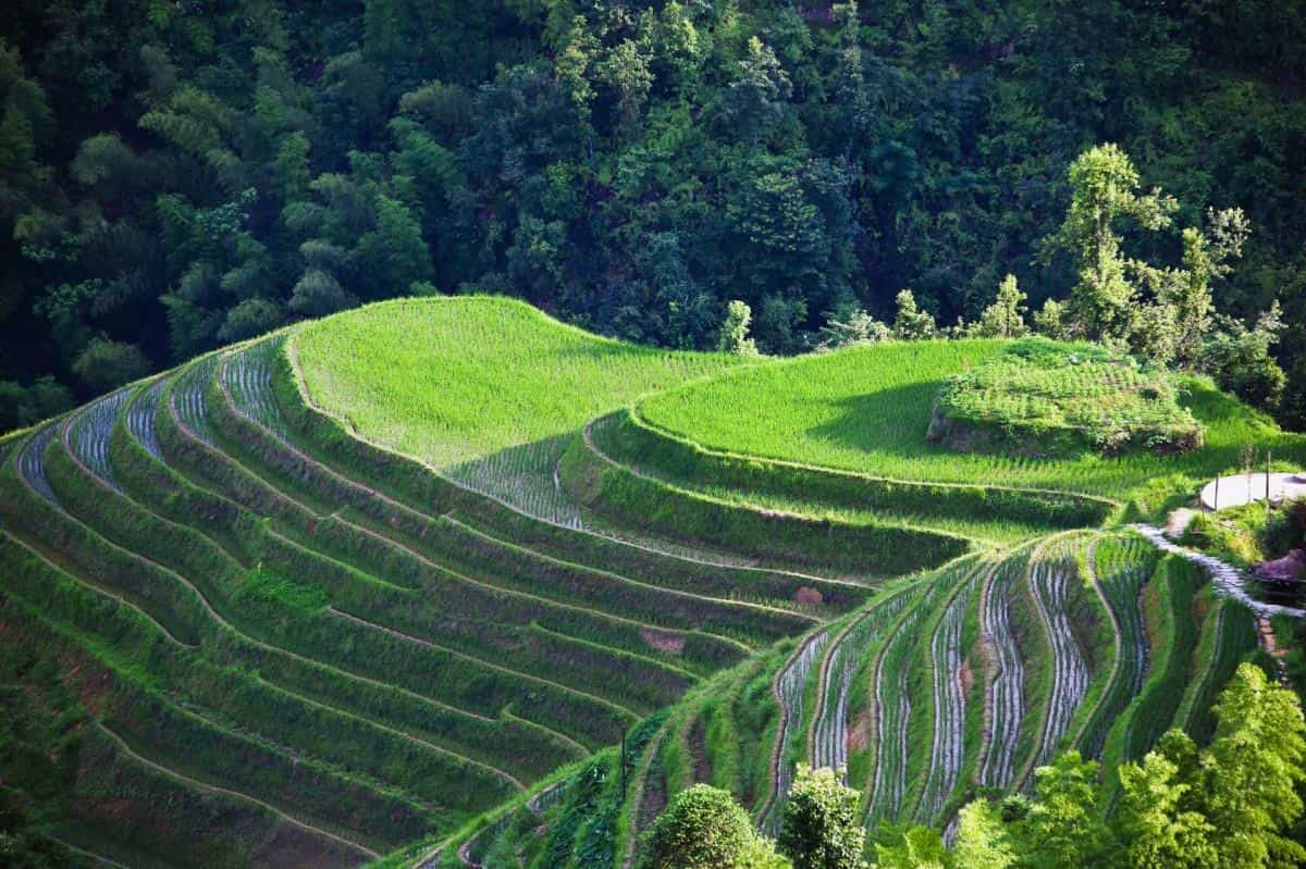 桂林龙胜龙脊梯田图片