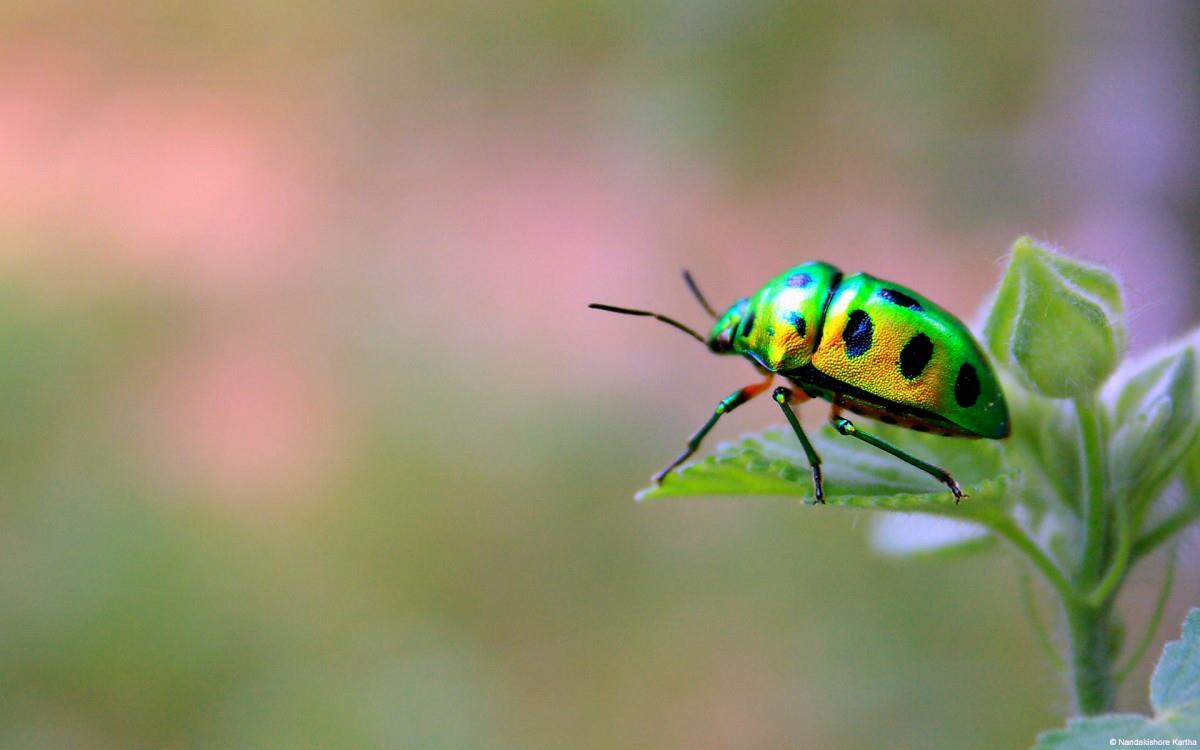 春天各色各样的小昆虫图片
