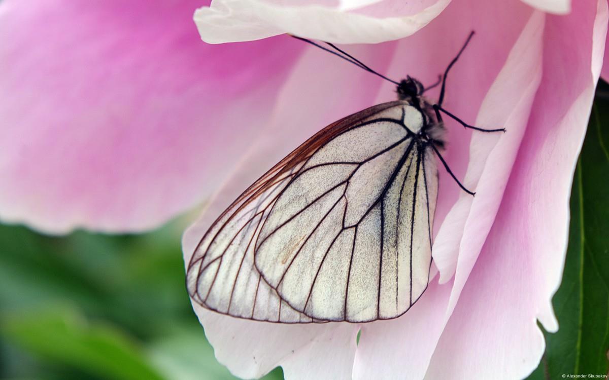 春天各色各样的小昆虫图片