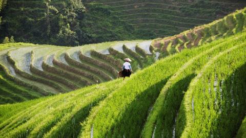 桂林龙胜龙脊梯田图片