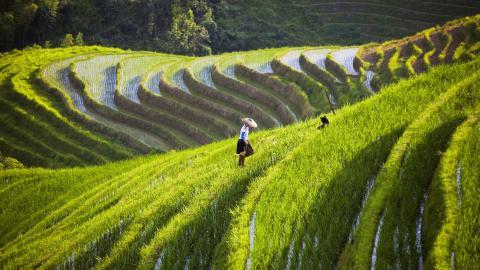 桂林龙胜龙脊梯田图片