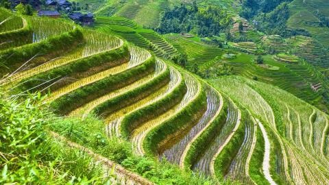 桂林龙胜龙脊梯田图片