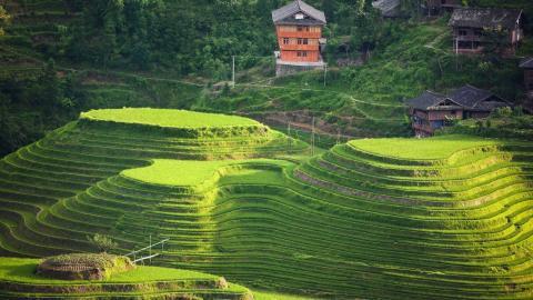 桂林龙胜龙脊梯田图片