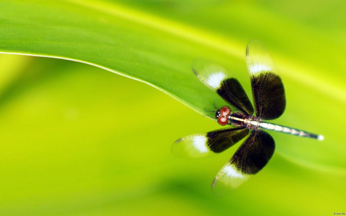 春天各色各样的小昆虫图片