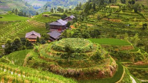 桂林龙胜龙脊梯田图片