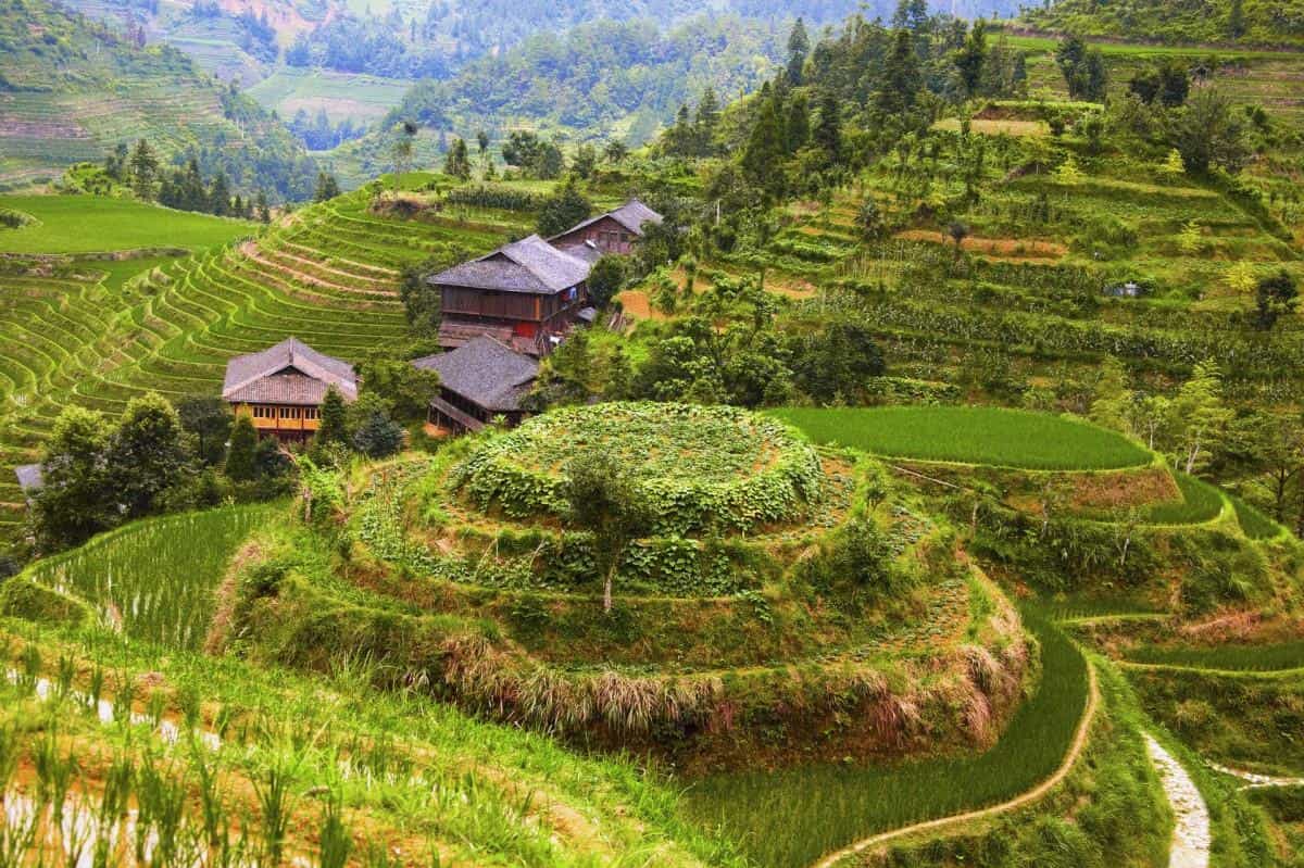 桂林龙胜龙脊梯田图片