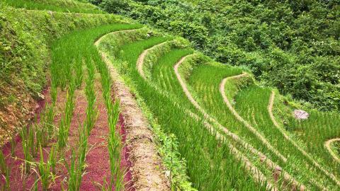 桂林龙胜龙脊梯田图片