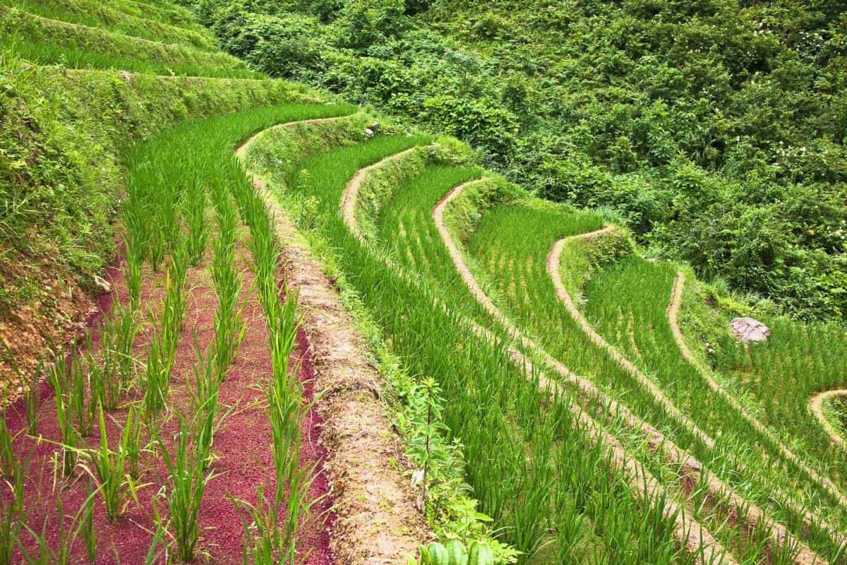 桂林龙胜龙脊梯田图片