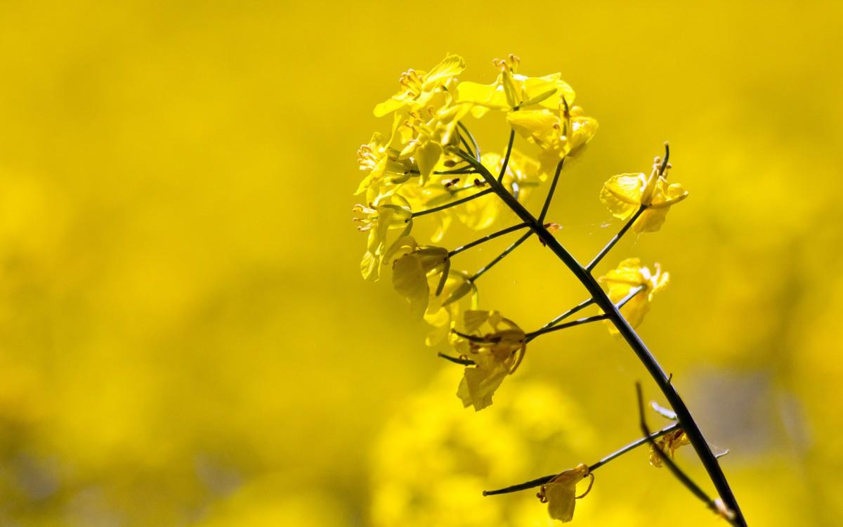 油菜花花海宽屏图片