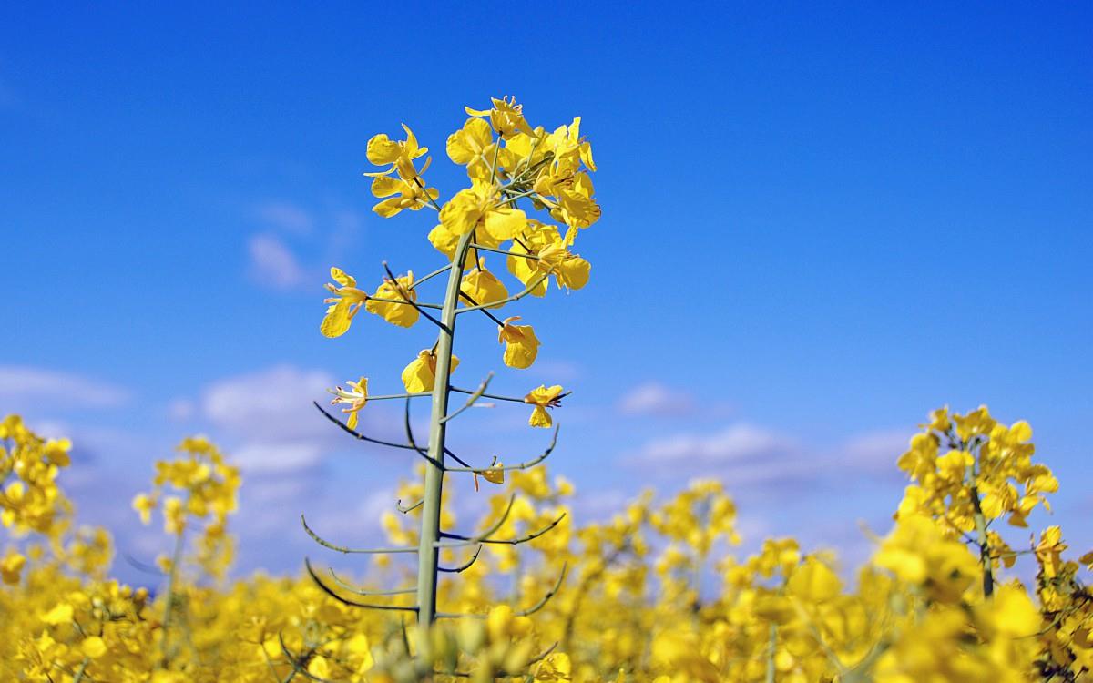 油菜花花海宽屏图片