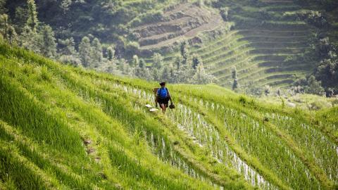 桂林龙胜龙脊梯田图片