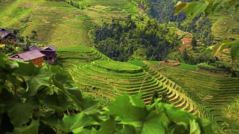 桂林龙胜龙脊梯田图片