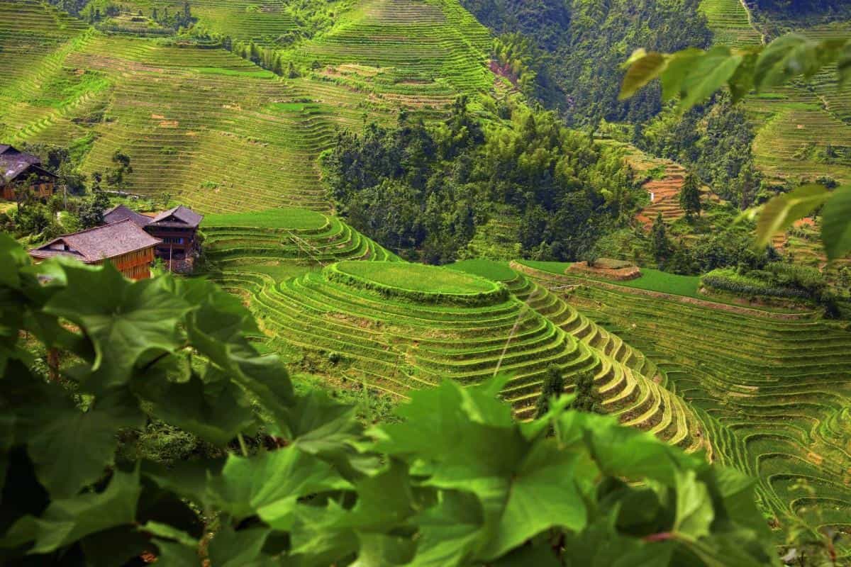 桂林龙胜龙脊梯田图片