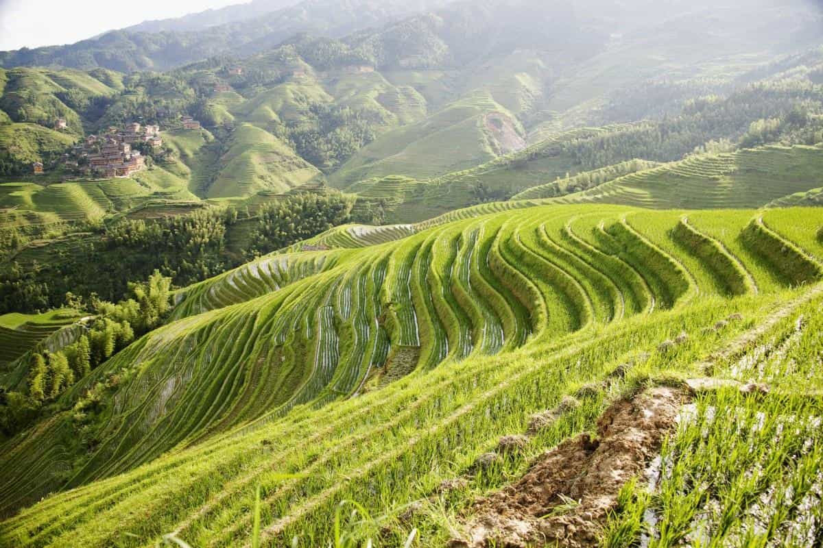 桂林龙胜龙脊梯田图片