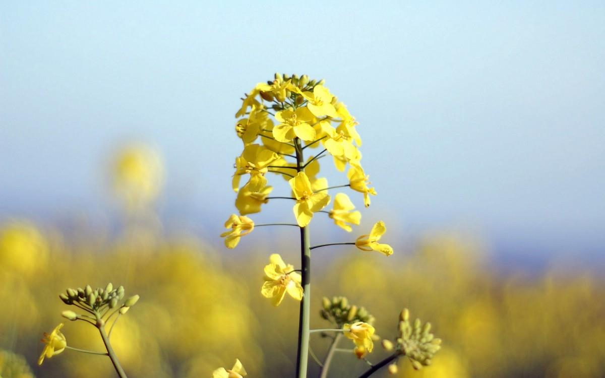 油菜花花海宽屏图片