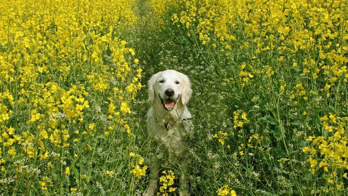 油菜花花海宽屏图片