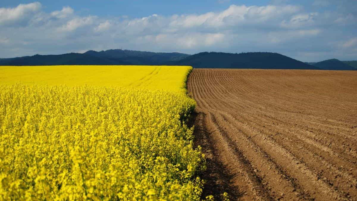 油菜花花海宽屏图片