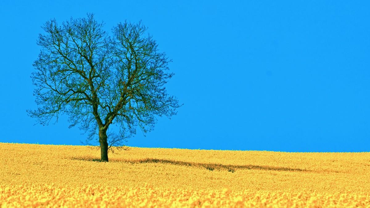 油菜花花海宽屏图片