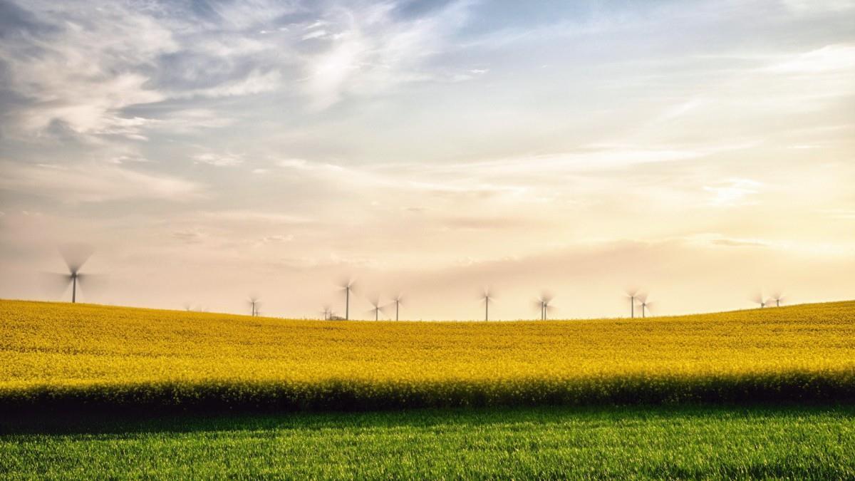 油菜花花海宽屏图片