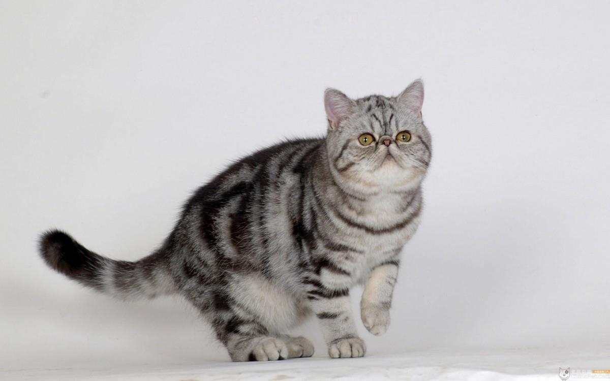 美国短毛猫图片