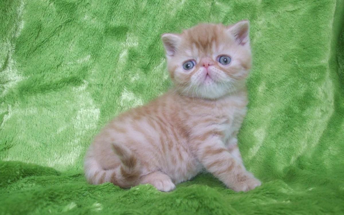 美国短毛猫图片