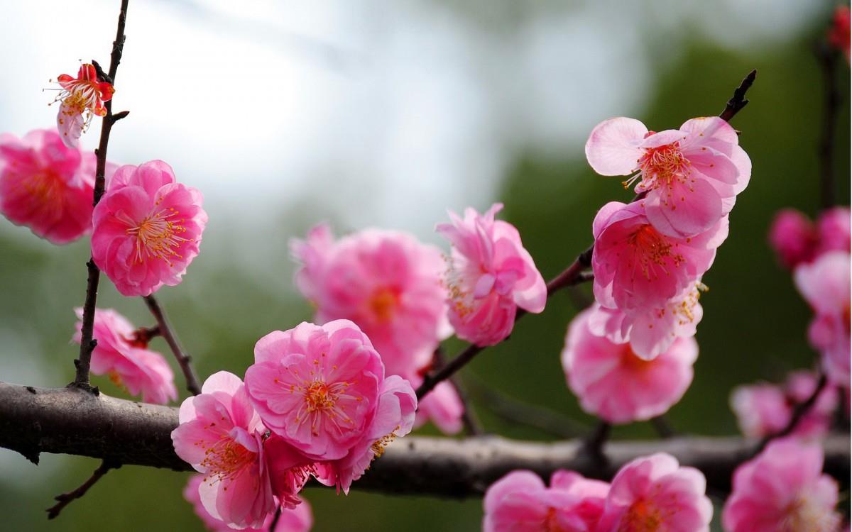 傲骨寒梅高清图片